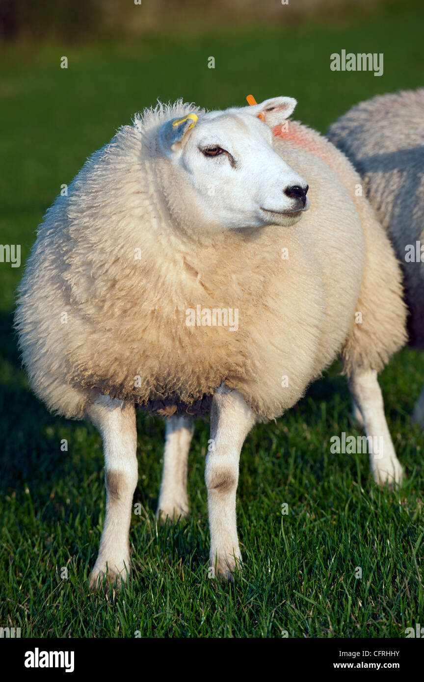 Fat Lamb Images – Browse 8 Stock Photos, Vectors, and Video