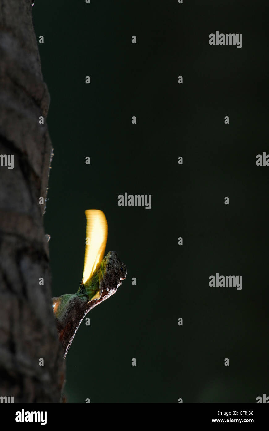 Southern flying lizard draco dussumieri hires stock photography and