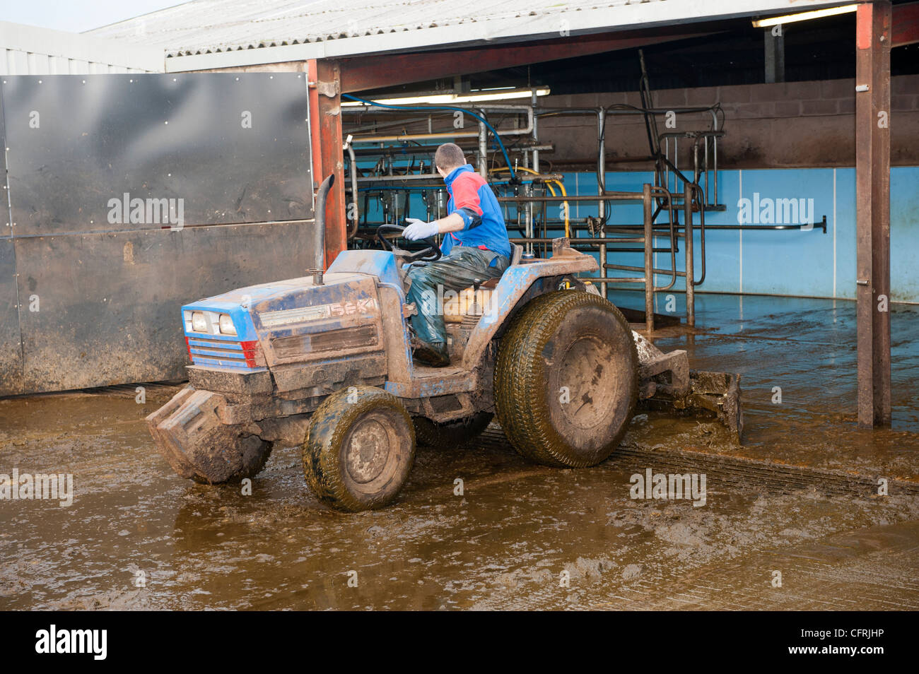 Farmer on tractor cleaning cattle yard with scraper Stock Photo Alamy