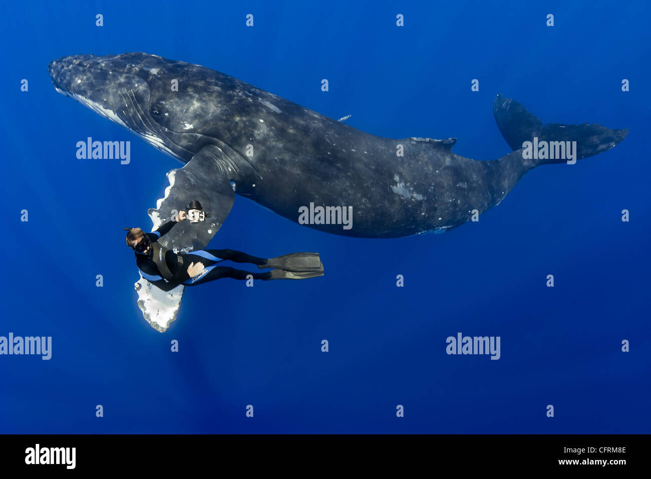 humpback whale, Megaptera novaeangliae, and diver, Pacific Ocean Stock Photo