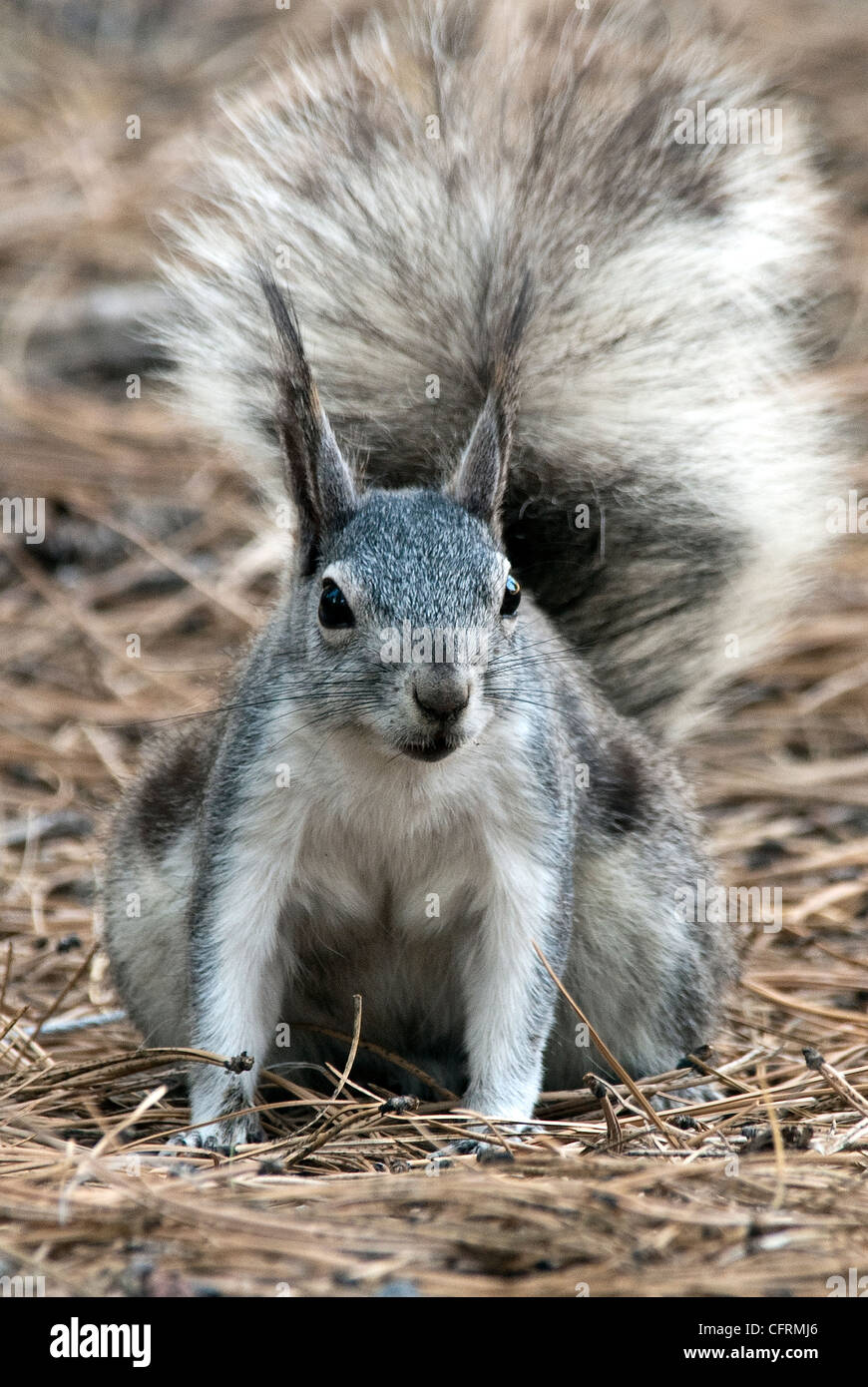 Abert's Squirrel; Sciurus aberti; Rio Grande National Forest Colorado USA Stock Photo
