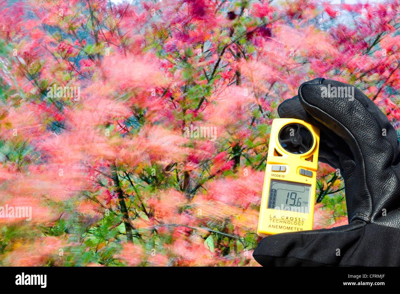 Strong wind tree blowing hi-res stock photography and images - Alamy