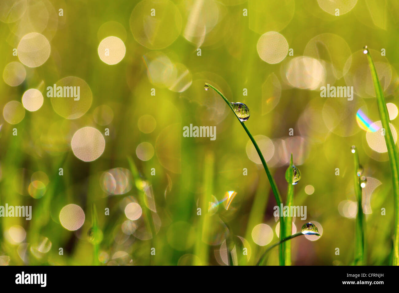 Grass after the rain Stock Photo Alamy