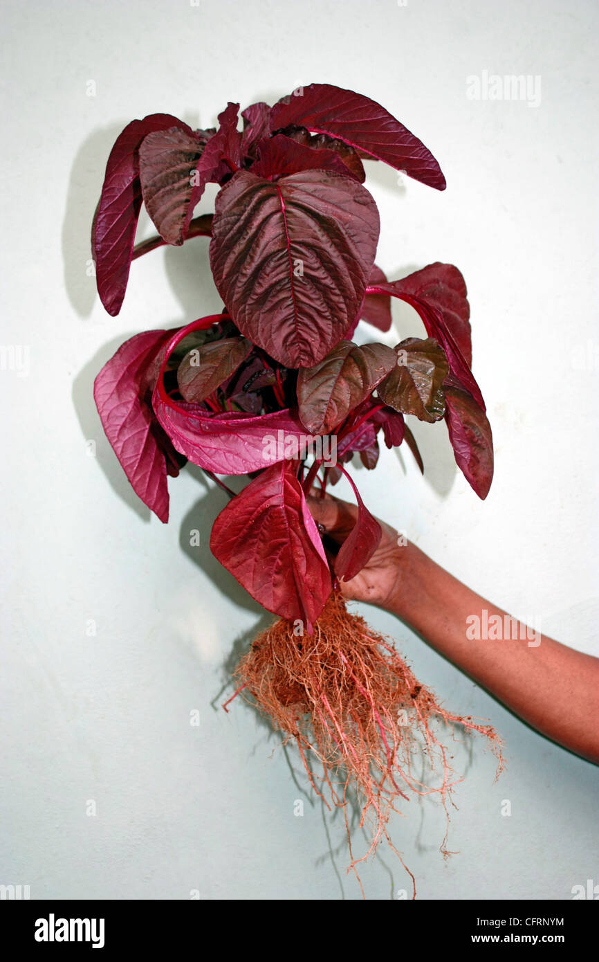 A vegetable plant  , Chinese spinach or red spinach ( Amaranthus dubius ) Stock Photo