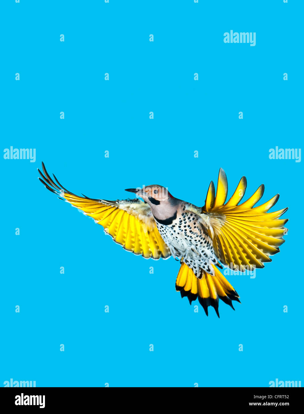 North America, USA, Minnesota, Northern Flicker Flying Stock Photo