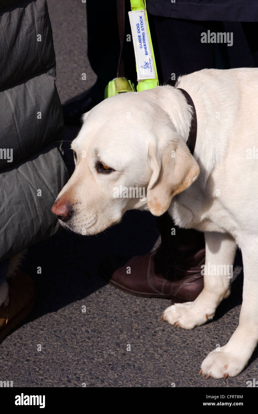 Guide dog puppy. Stock Photo