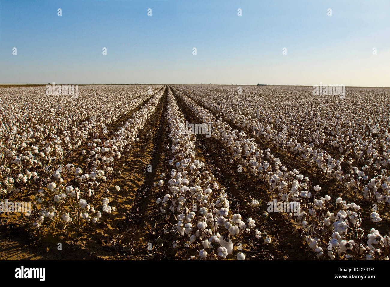North America, USA Cotton Field, ready for harvest Texas Panhandle