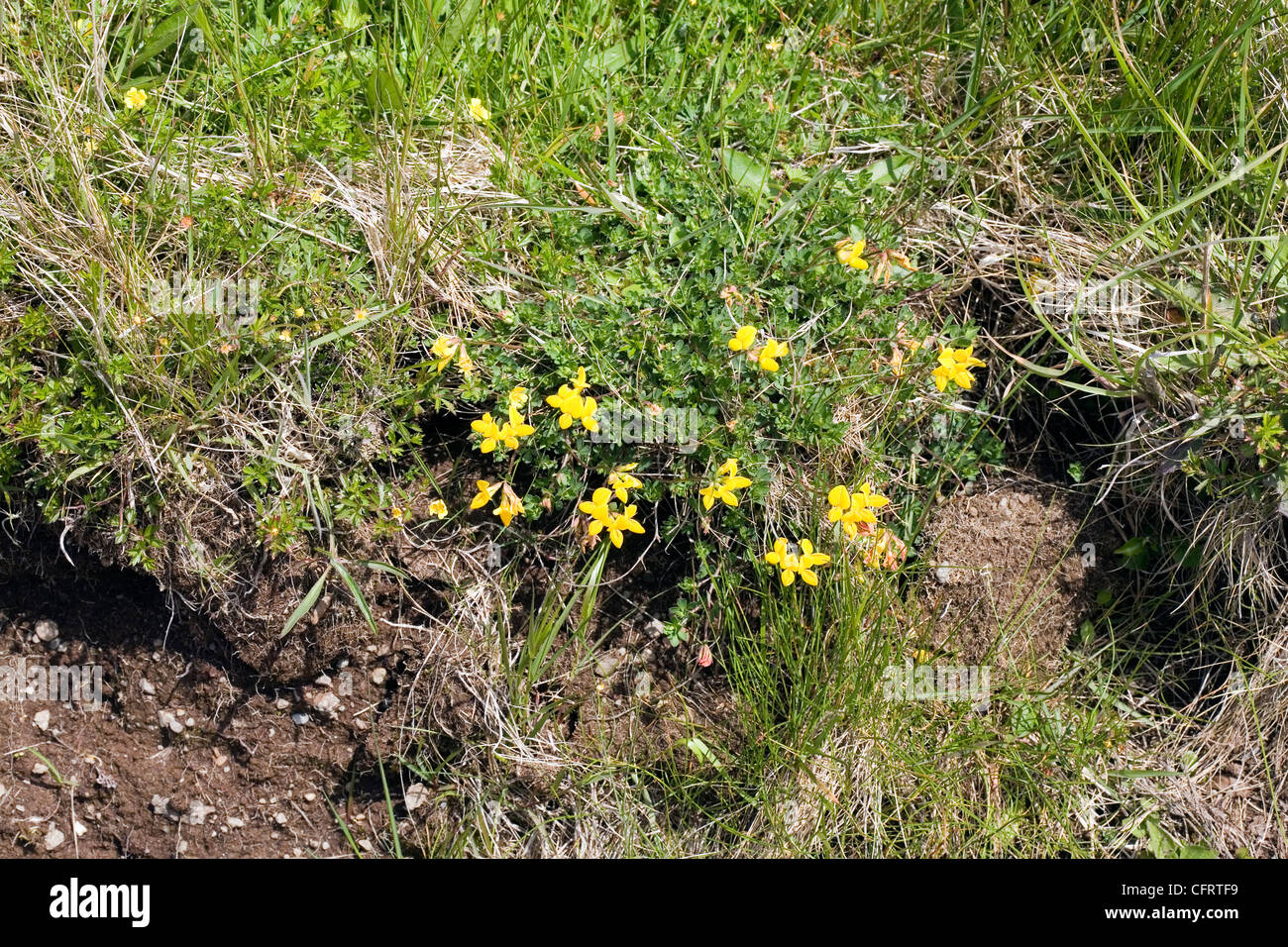 Common Bird'sfoot Trefoil Claigan Dunvegan Isle of Skye Scotland Stock