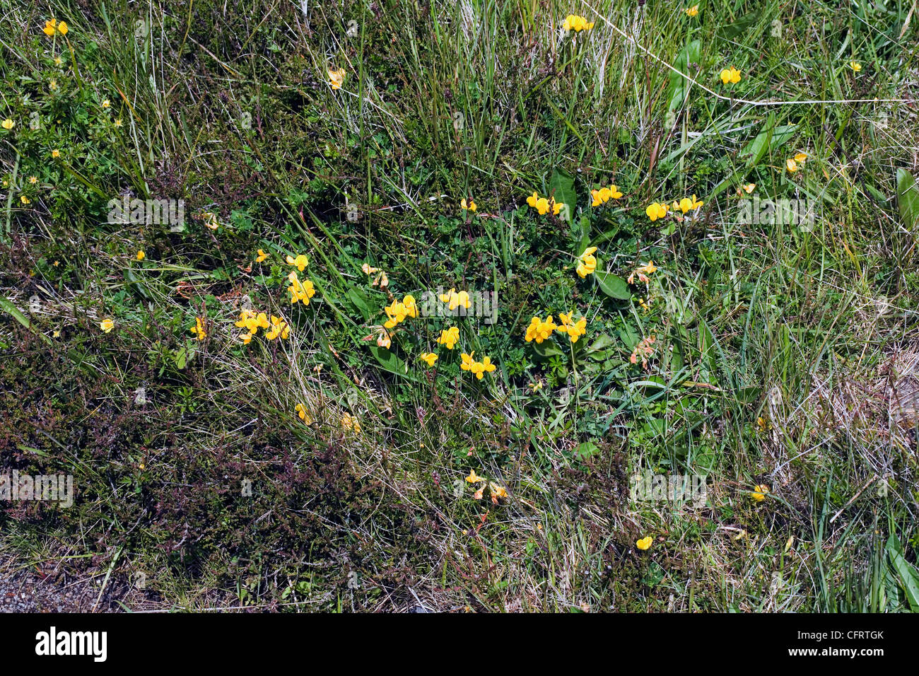 Common Bird'sfoot Trefoil Claigan Dunvegan Isle of Skye Scotland Stock