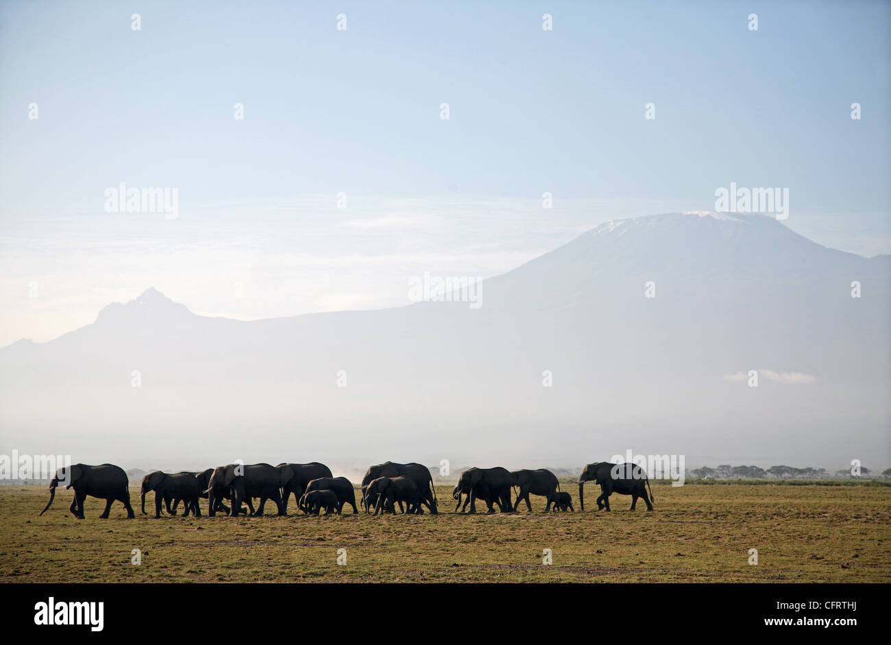 Elephants and Mount Kilimanjaro Amboseli National Park, Kenya. Stock Photo