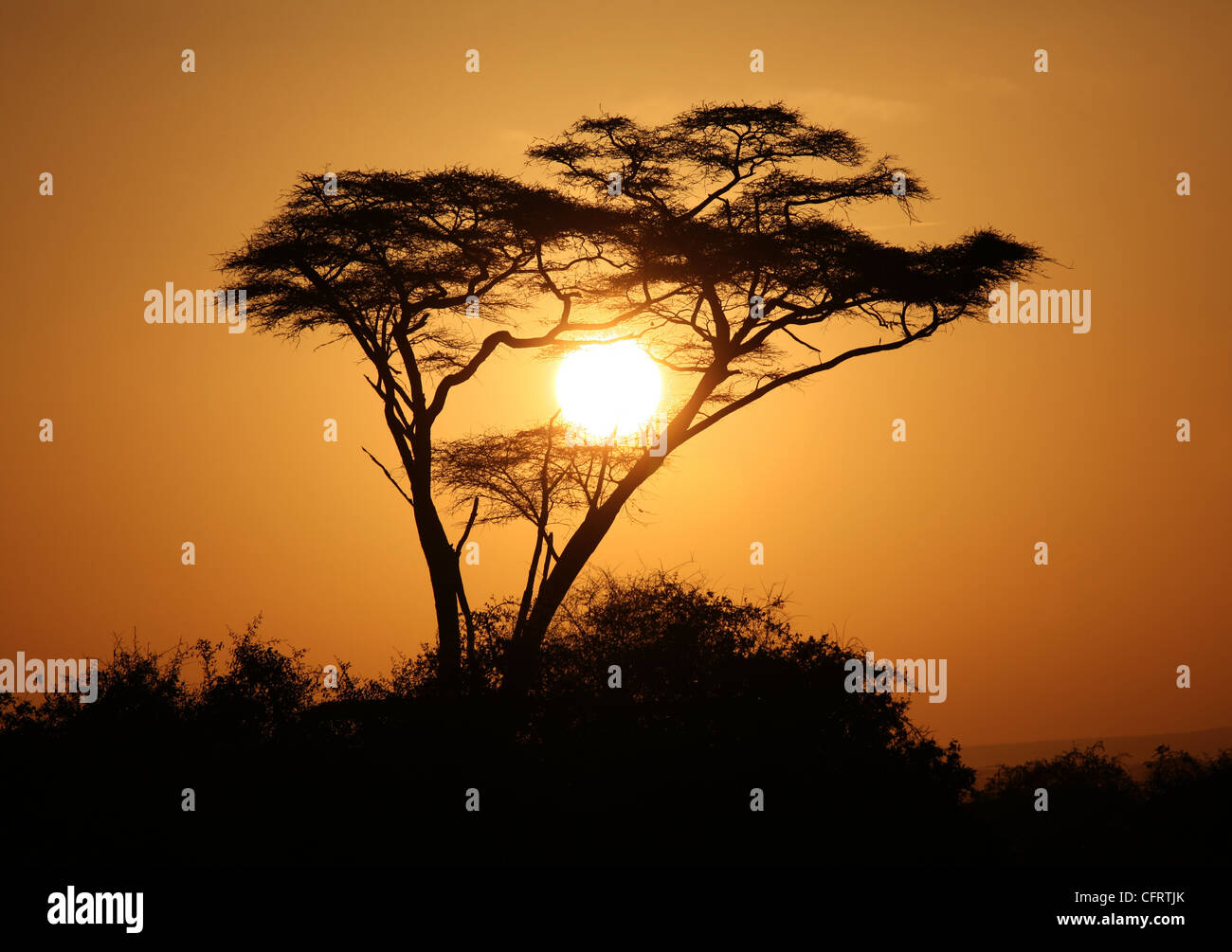 Umbrella acacia tree, early morning, Amboseli National Park, Kenya. Stock Photo