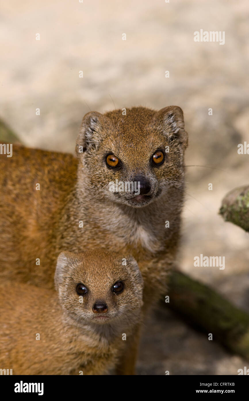 Baby Mongoose High Resolution Stock Photography And Images Alamy