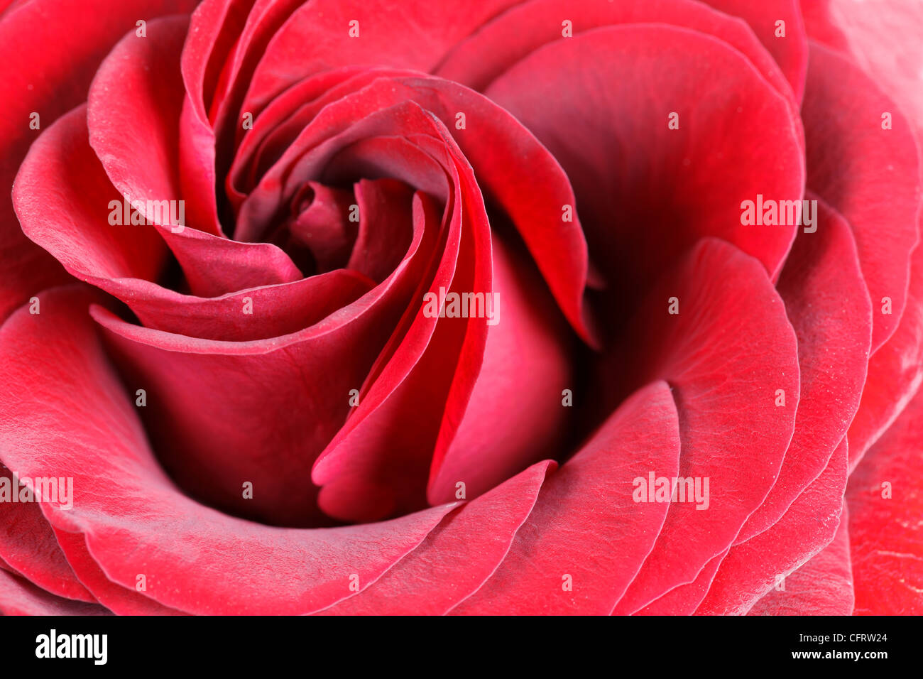 Rose love beauty hi-res stock photography and images - Alamy