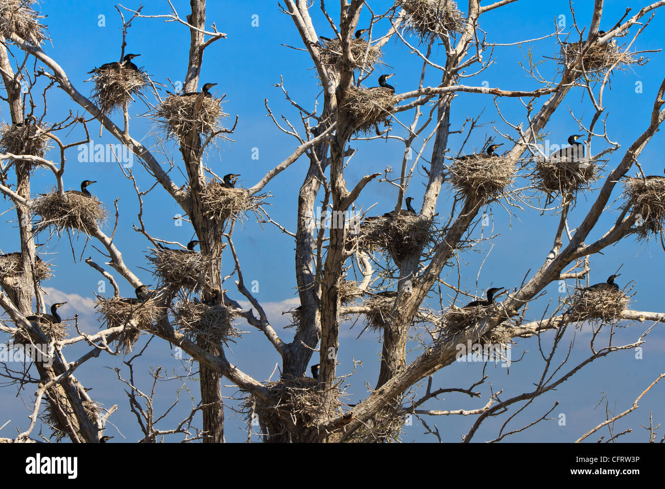 cormorant nests in a tree Stock Photo Alamy