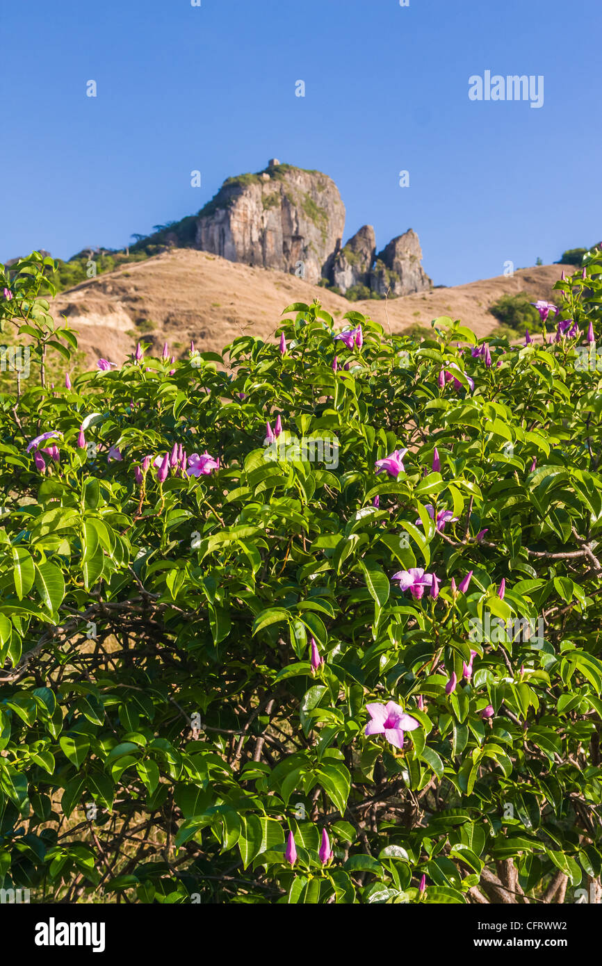 Cryptostegia grandiflora or rubbervine from Antsiranana, north of Madagascar Stock Photo