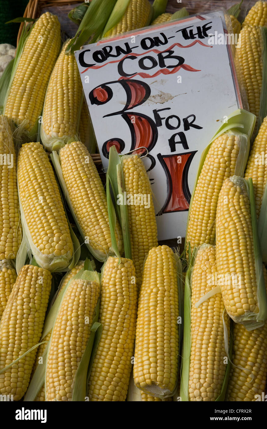 Sweetcorn maize for sale on a fruit and vegetable market stall Stock