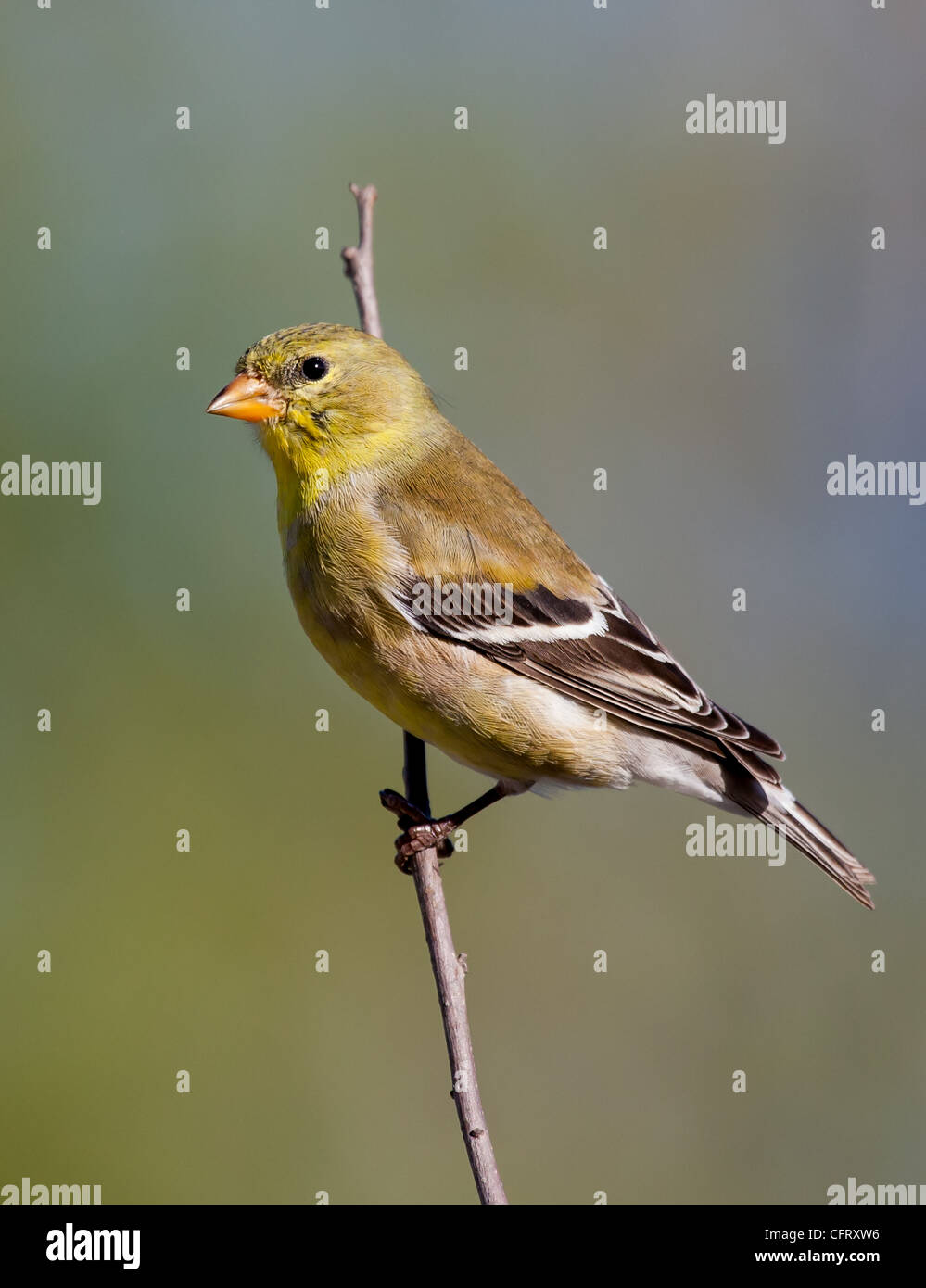 The American Goldfinch is also known as the "Wild Canary". The male of