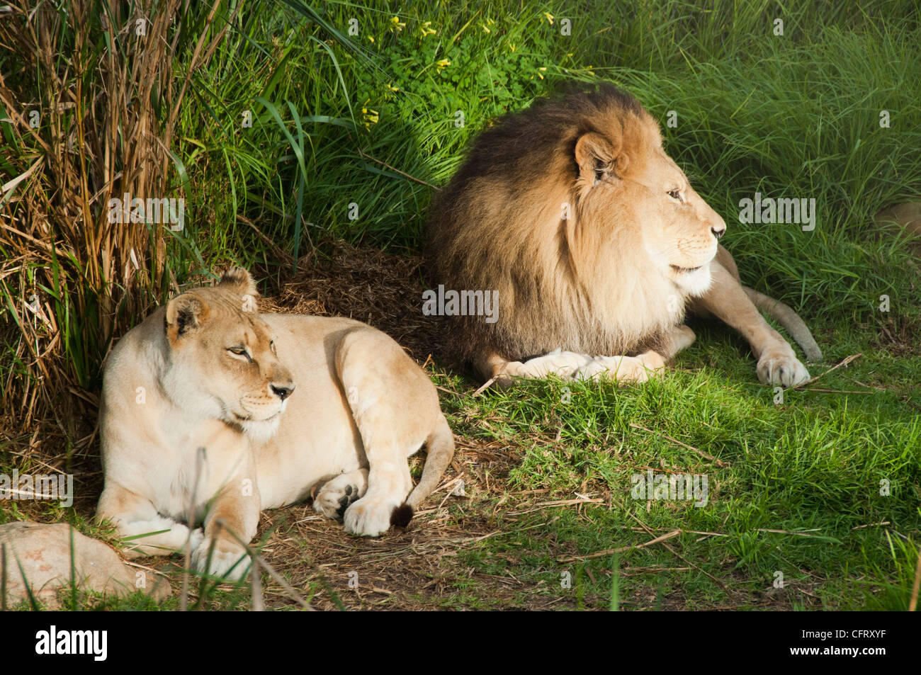 lions resting Stock Photo