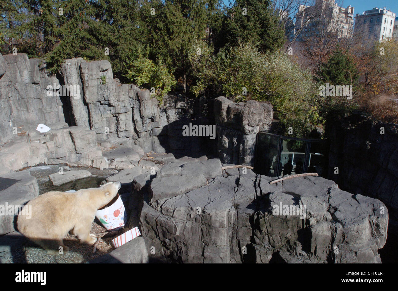 Dec 02, 2006; MANHATTAN, NY, USA; Gus, a 20 year old 1,000 lb. Central Park Zoo polar bear enjoys a holiday present smeared with peanut butter and whipped cream and filled with frozen chicken legs and whipped cream topped trout.  Mandatory Credit: Photo by Bryan Smith/ZUMA Press. (©) Copyright 2006  Stock Photo