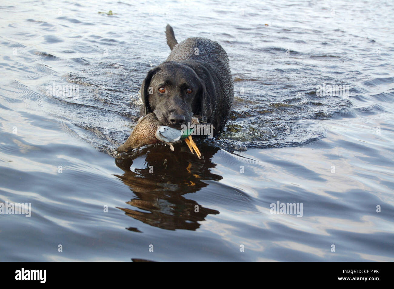 12/9/06: Hunter, a Labrador retriever owned by Jerry Brown of Palm Beach Gardens, fetches a blue-winged teal Saturday morning at STA 3/4 in southern Palm Beach County. (Photo by Willie Howard) Stock Photo