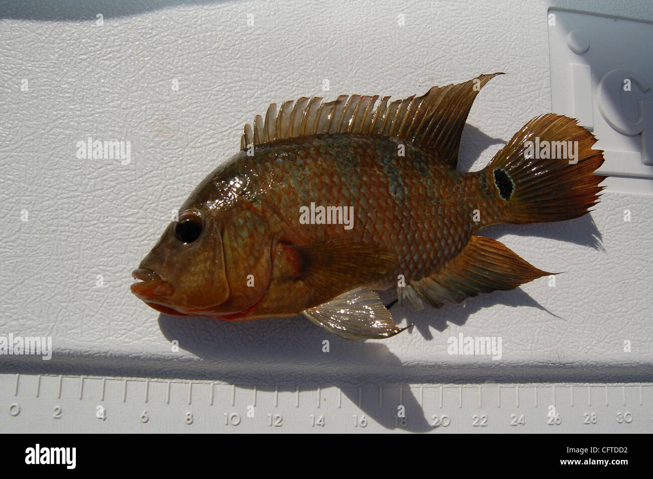 1/7/07: This Mayan cichlid was caught Sunday in the rim canal at the north end of the Loxahatchee National Wildlife Refuge. There are no size or bag limits on these non-native panfish, often caught on bits of earthworm on a small hook. (Photo by Willie Howard) Stock Photo