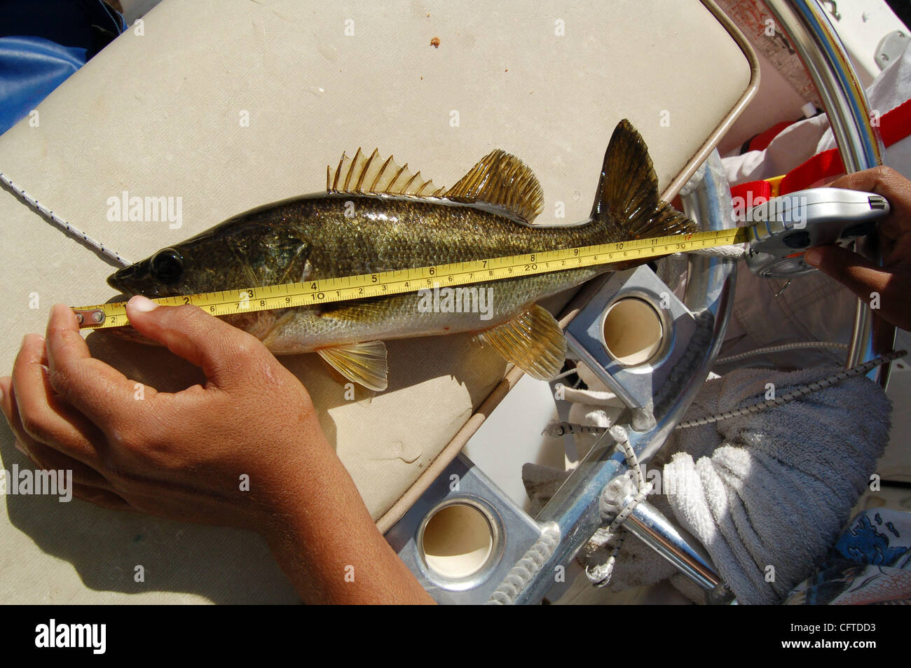 1/7/07: Measuring largemouth bass is important when fishing at the  Loxahatchee National Wildlife Refuge and other parts of South Florida,  where the five-bass daily bag limit can include only one bass that