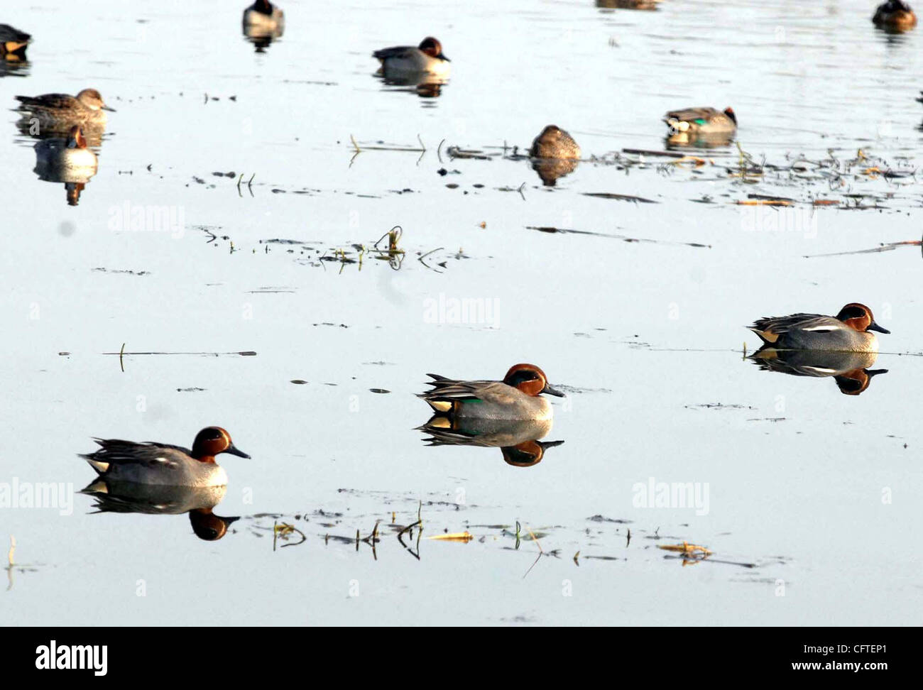 Hundreds of migratory birds from siberia enjoy in kashmir"s famous wetland hokarsar in kashmir