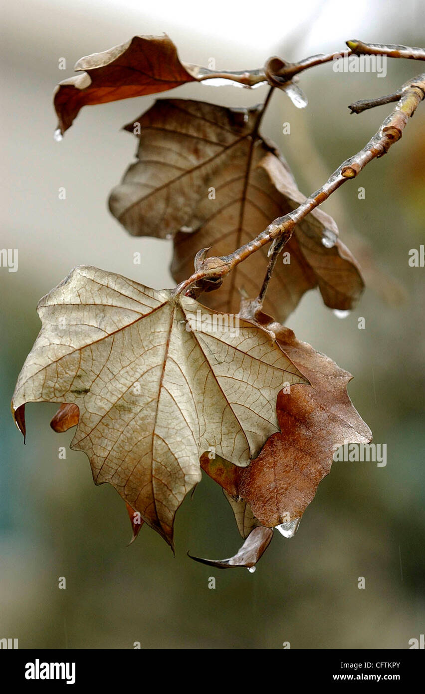 Freezing rain tree usa hi-res stock photography and images - Alamy