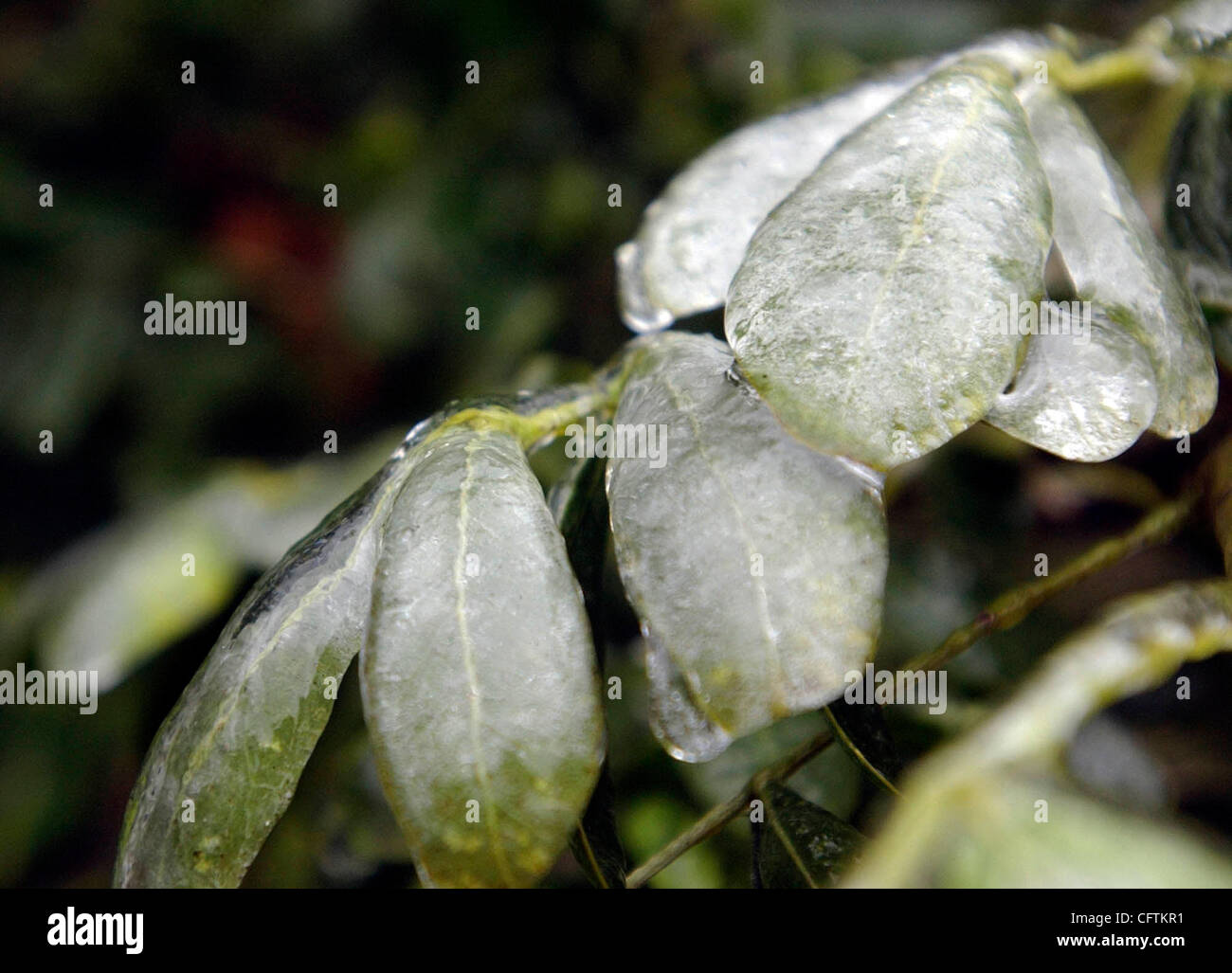 Freezing Rain Tree Usa High Resolution Stock Photography and Images - Alamy