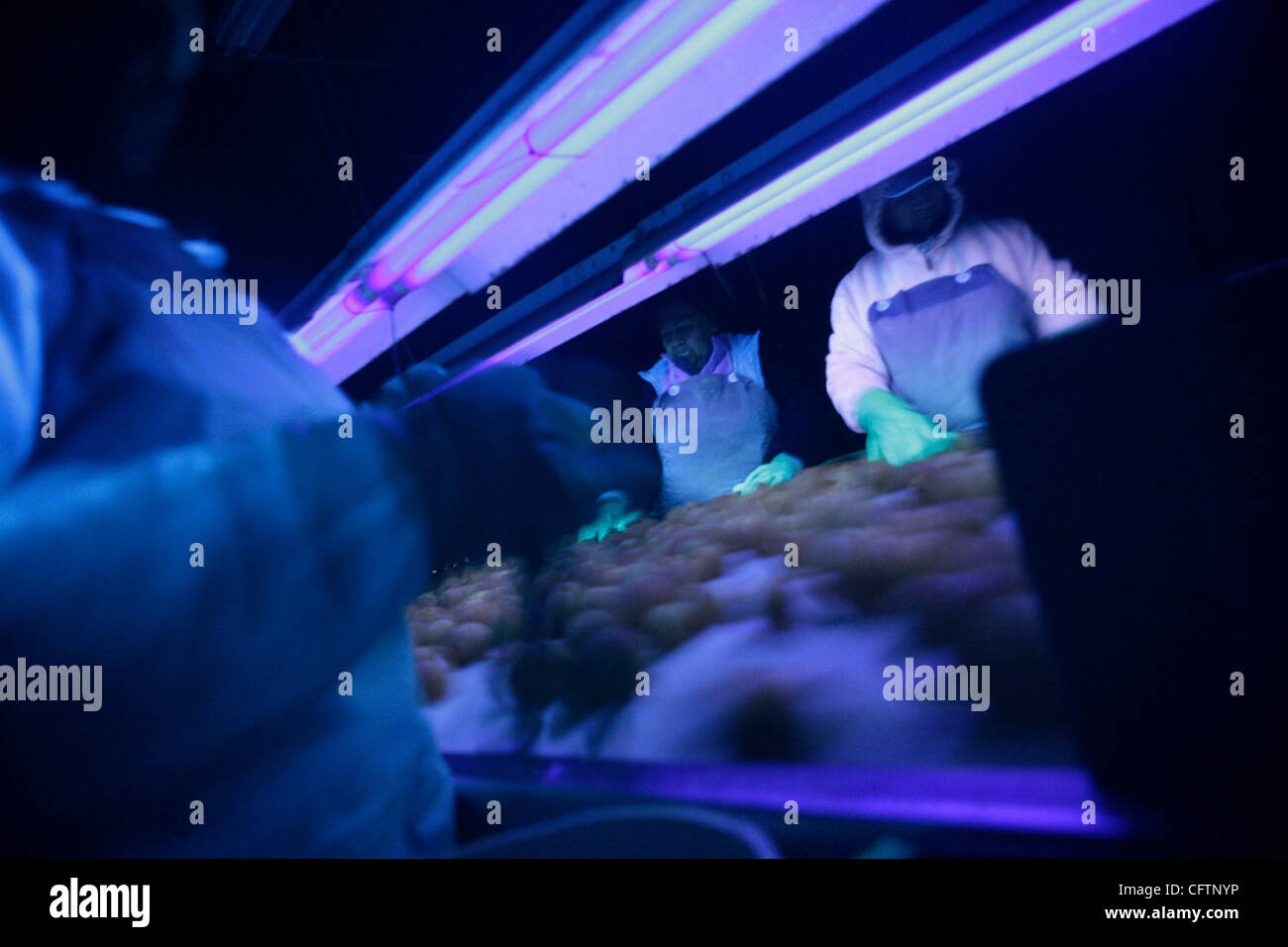 Jan 19, 2007 Orange Cove, CA, USA Workers check for signs of canker