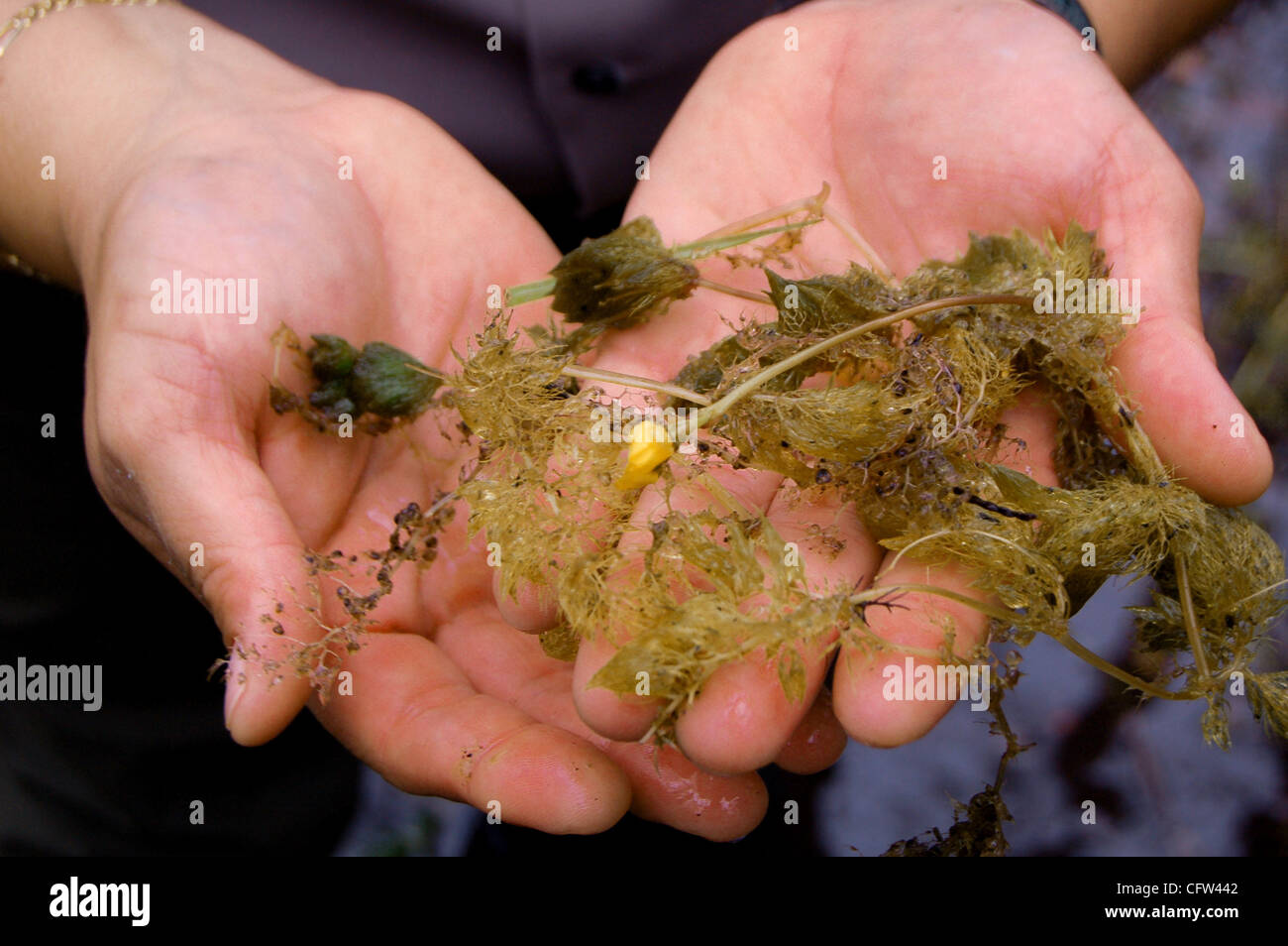 Bladderwort traps hires stock photography and images Alamy