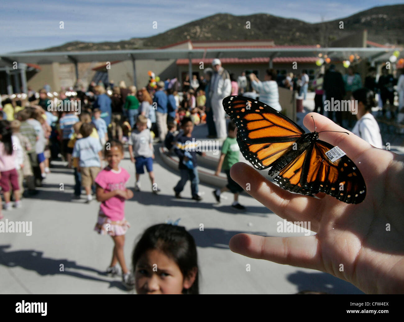 February 5th, 2006, 4SRanch, California, USA. A tagged Monarch butterfly prepares to flyaway after an dedication ceremony at Monterey Ridge Elementary School on Monday. The Monarchs which are the school's mascot, were released at the end of the ceremony dedicating the new school.  Mandatory Credit:  Stock Photo
