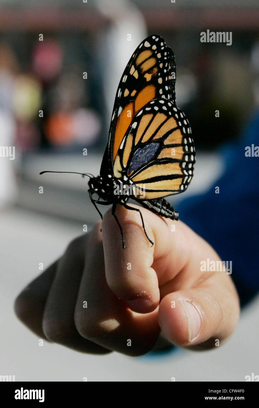 February 5th, 2006, 4SRanch, California, USA. A tagged Monarch butterfly prepares to fly away after an dedication ceremony at Monterey Ridge Elementary School on Monday. The Monarchs which are the school's mascot, were released at the end of the ceremony dedicating the new school.  Mandatory Credit: Stock Photo