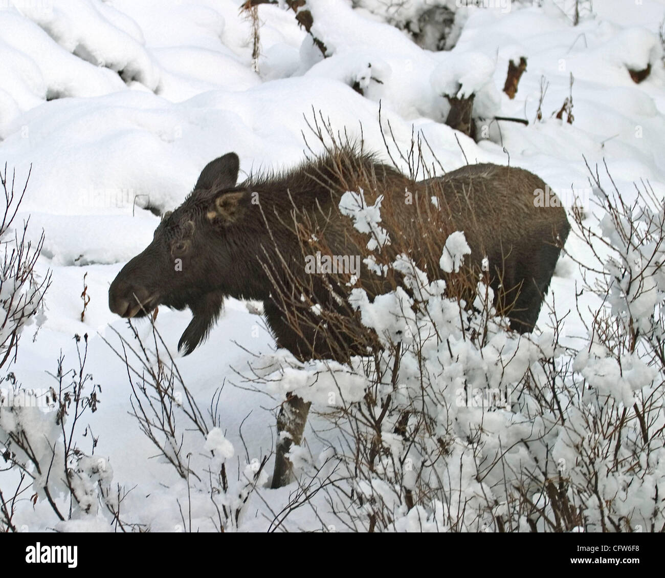 Oct23,2005Calf moose eating willow in deep snow Fritz Creek Alaska