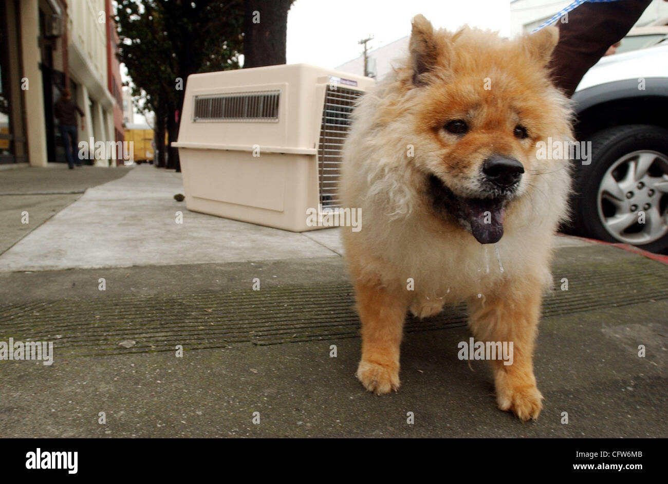 Queenie A 9 Year Old Chow Chow Prepares For Her Flight