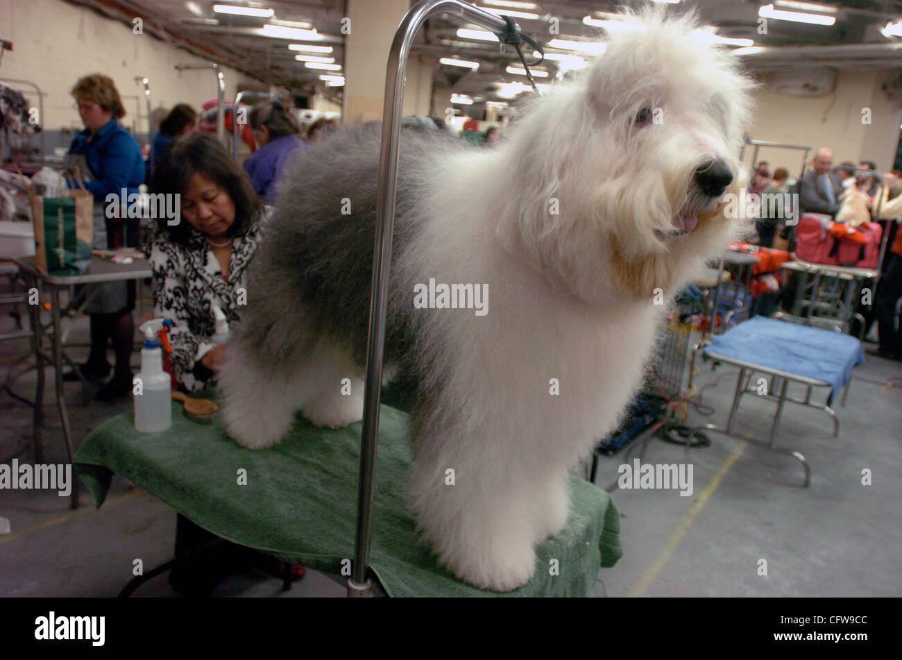 Grace Caplan grooms Dazz, 4, an old english shepherd backstage at the 131st Annual Westminster Kennel Club dog show at Madison Square Garden. Stock Photo