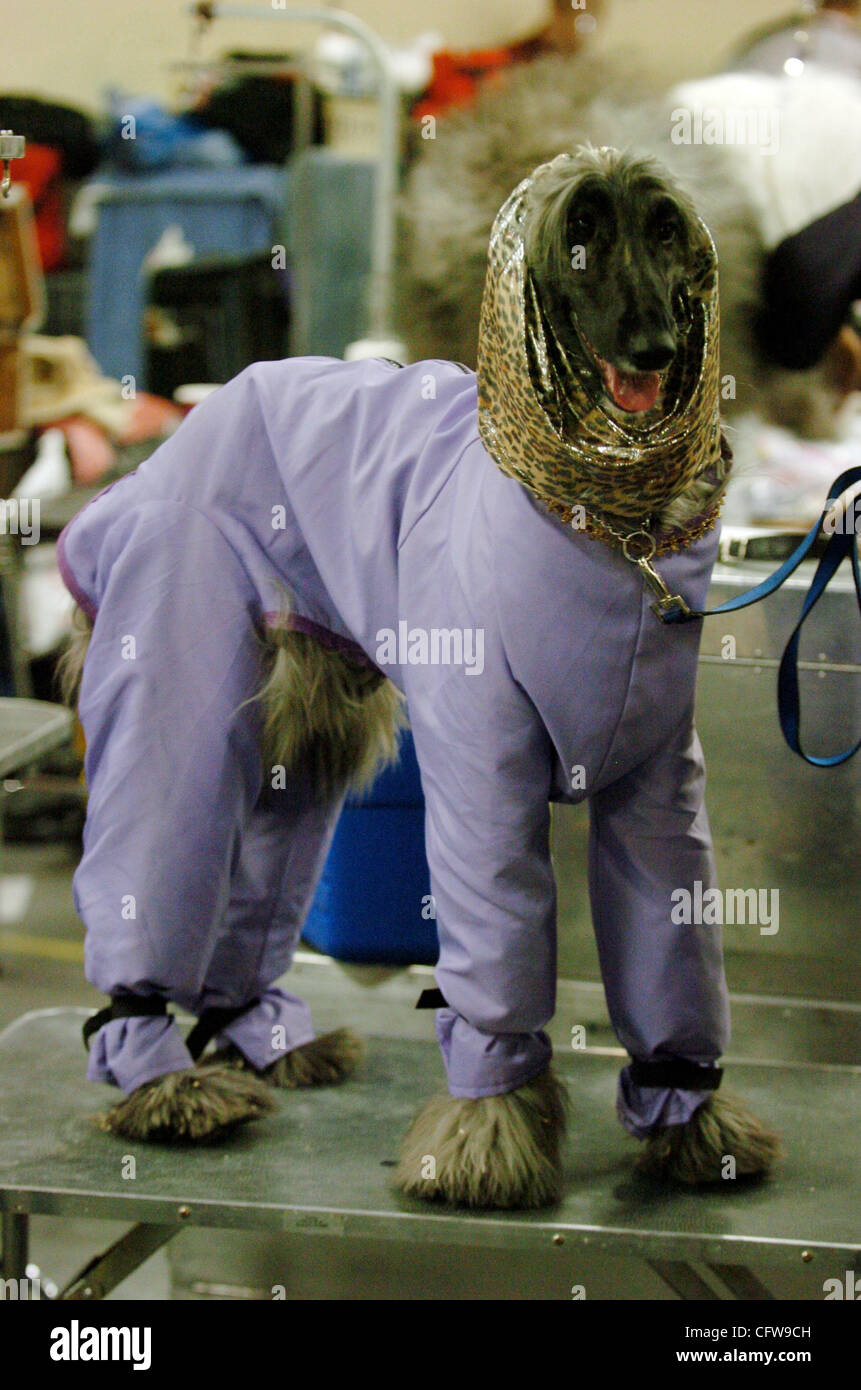 Zafiah, 2, an afghan hound is kept under wraps backstage at the 131st Annual Westminster Kennel Club dog show at Madison Square Garden. Stock Photo