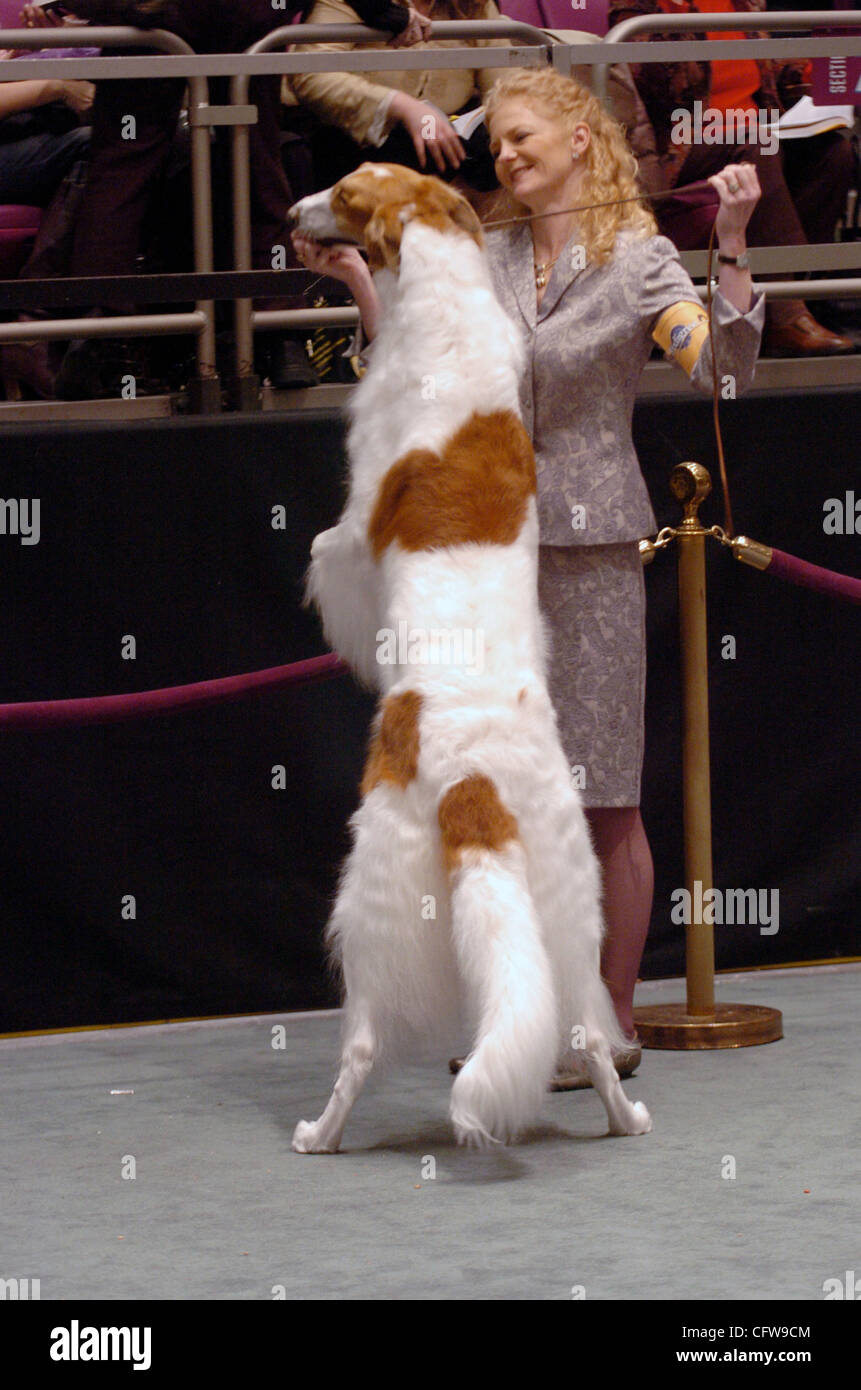 Sunburst, a dog in the Borzois group jumps up at the 131st Annual Westminster Kennel Club dog show at Madison Square Garden. Stock Photo