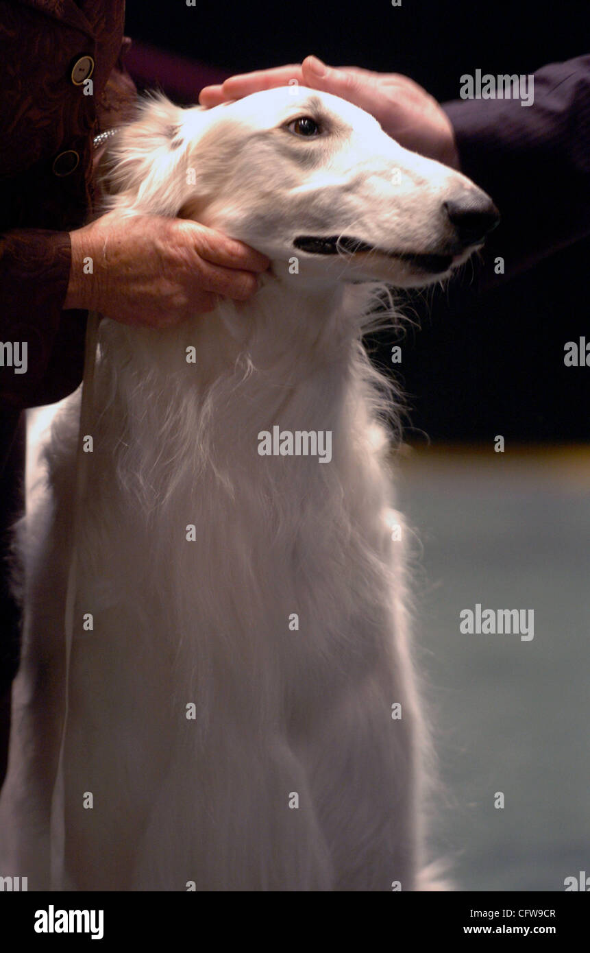 A dog in the Borzois group is judged at the 131st Annual Westminster Kennel Club dog show at Madison Square Garden. Stock Photo