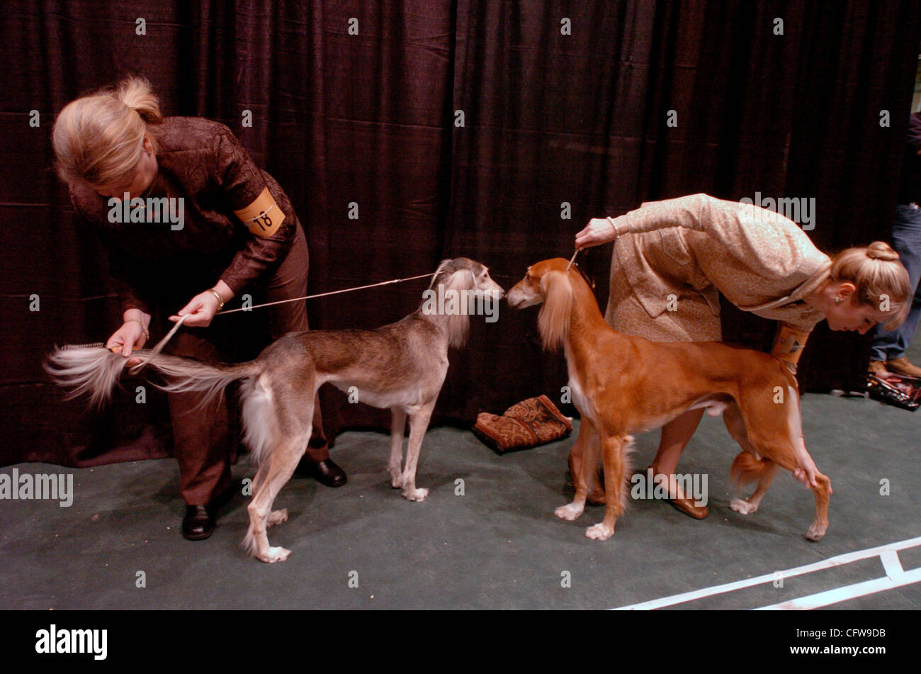 Dog handlers Cynthia Najera (L) with Feather, 5 yrs. old, a Saluki and Suzanne Forsythe (R) with Parker, 3, also a Saluki, put final grooming touches to their dogs before competition at the at the 131st Annual Westminster Kennel Club dog show at Madison Square Garden. Stock Photo