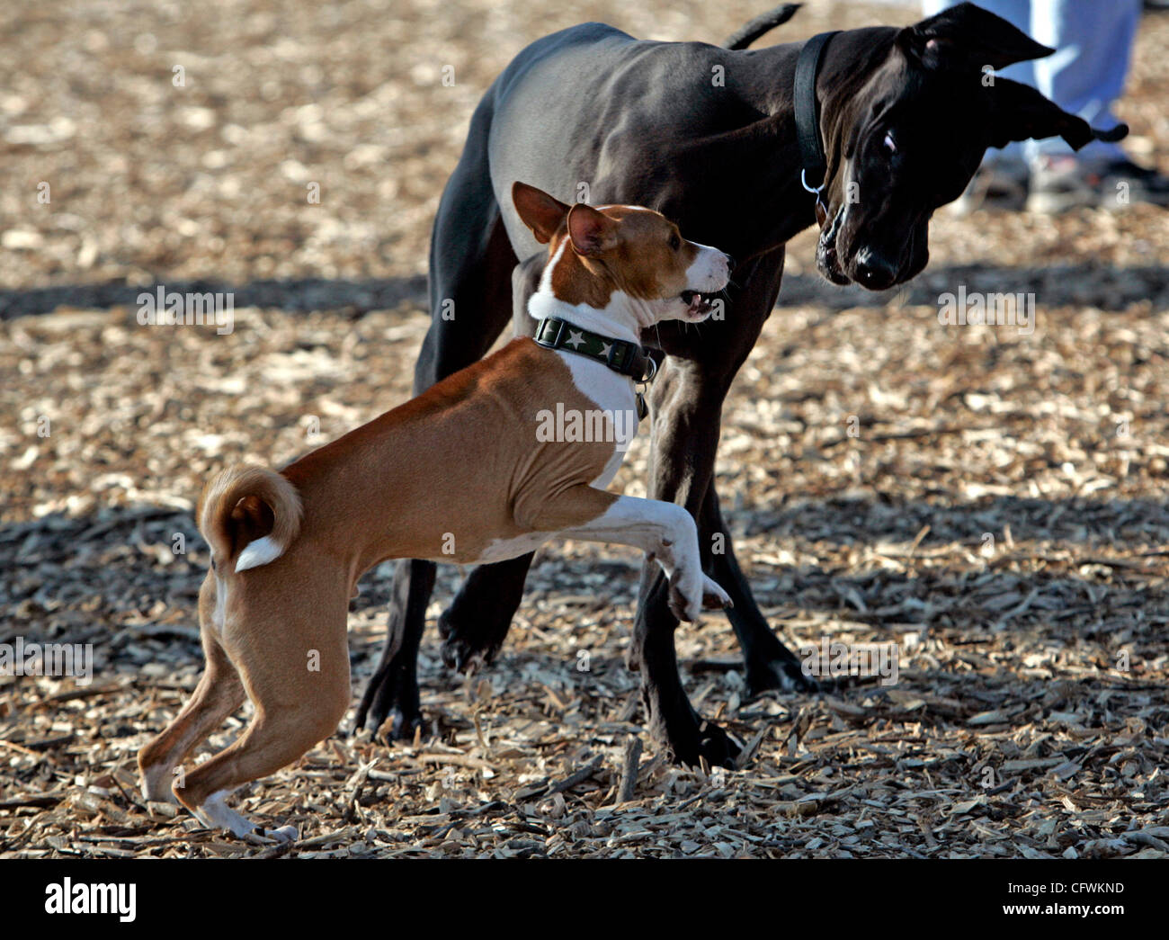 Basenji Great Dane Mix