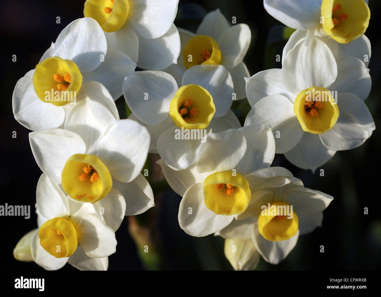 STANDALONE Daffodils bloom in Pioneer Memorial Park in Livermore