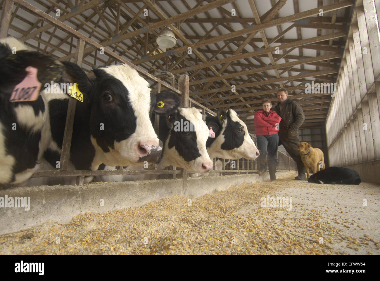 At Judy Dirsken's veal farm, the Holsteins (and Holstein crosses) are
