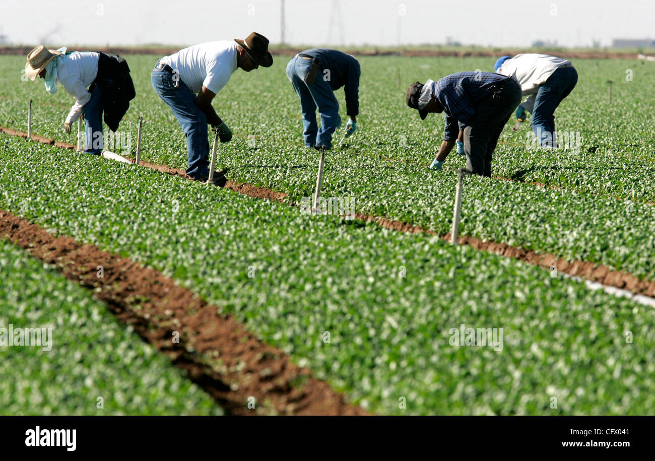 March 15, 2007 Holtville, CA Workers, wearing gloves and hair nets