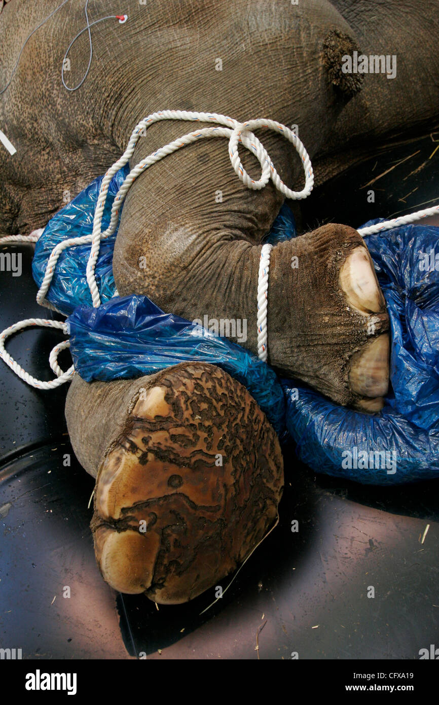 Apr 01, 2007 - Portland, Oregon - Restraining ropes are tied around Tusko the Asian elephant's legs during the surgery to remove an infected left tusk at the Oregon Zoo. The 6.75-ton, 35-year-old bull elephant had surgery in February to try to remove the chronically infected, broken left tusk, but d Stock Photo