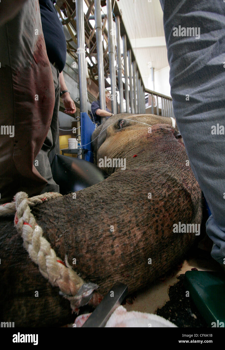 Apr 01, 2007 - Portland, Oregon - Doctors stand over Tusko the Asian elephant during surgery to remove an infected left tusk at the Oregon Zoo. The 6.75-ton, 35-year-old bull elephant had surgery in February to try to remove the chronically infected, broken left tusk, but doctors were unable to remo Stock Photo