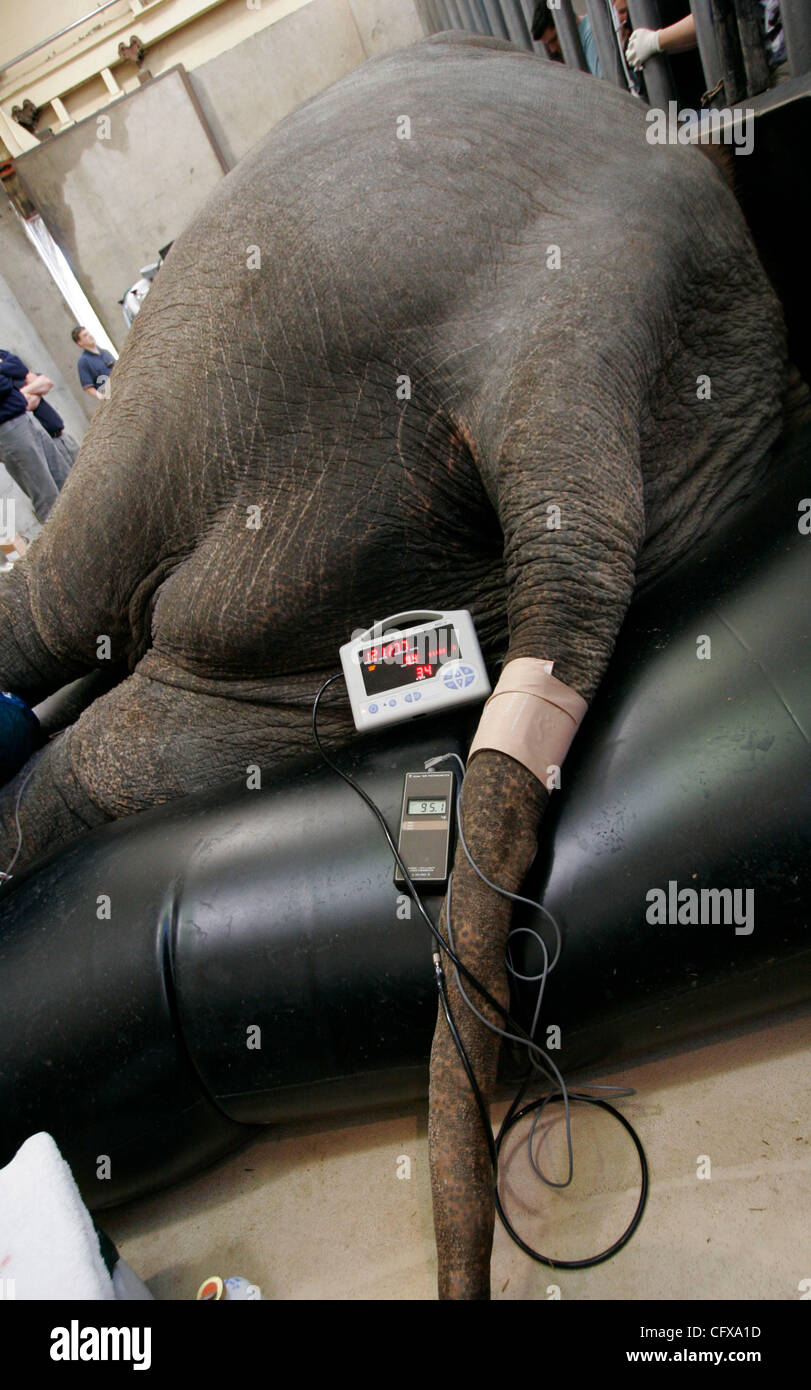 Apr 01, 2007 - Portland, Oregon - Vital signs are monitored as Tusko the Asian elephant has surgery to removed an infected tusk at the Oregon Zoo. The 6.75-ton, 35-year-old bull elephant had surgery in February to try to remove the chronically infected, broken left tusk, but doctors were unable to r Stock Photo