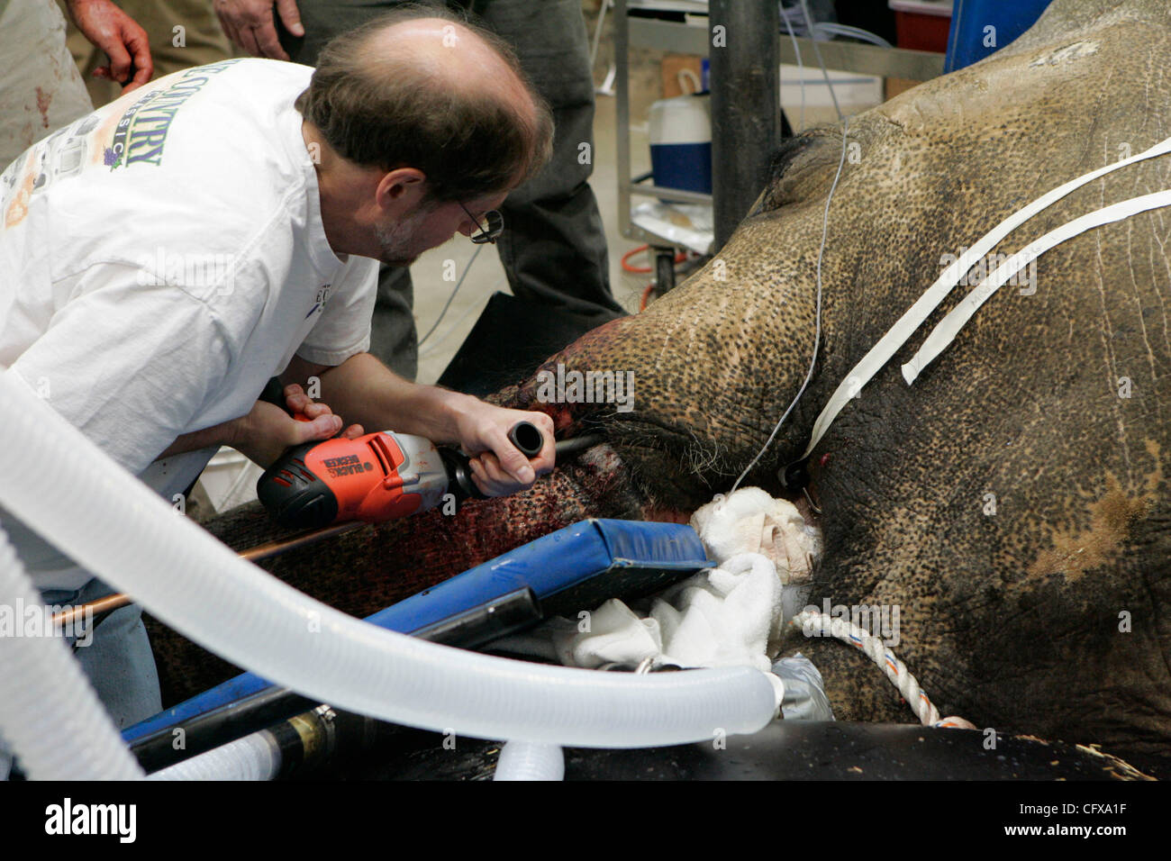 Apr 01, 2007 - Portland, Oregon - Dr. MITCH FINNEGAN, Oregon Zoo lead veterinarian, performs surgery to try to remove an infected tusk from Tusko the Asian elephant at the Oregon Zoo. The 6.75-ton, 35-year-old bull elephant had surgery in February to try to remove the chronically infected, broken le Stock Photo