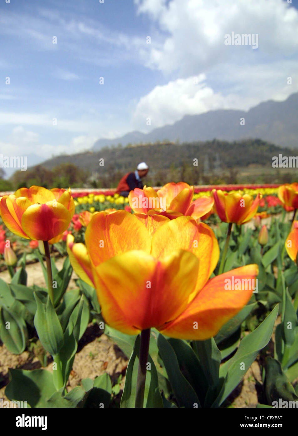 A Kashmiri gardner waters tulip flowers in Siraj Bagh Tulip garden in
