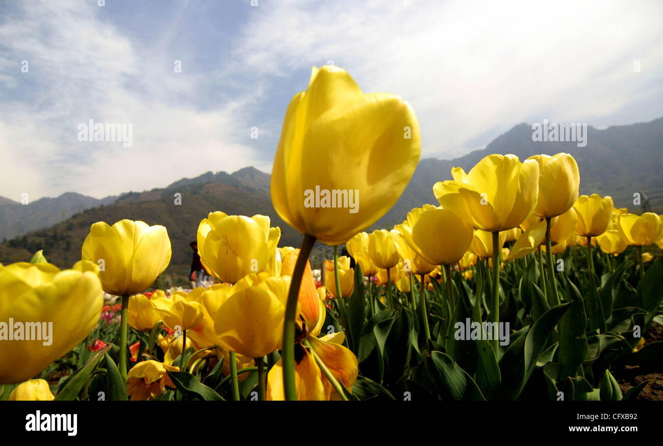 A Kashmiri walks through tulip flowers in Siraj Bagh Tulip garden in
